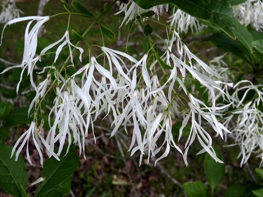 {Chionanthus virginicus}